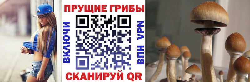 Купить закладки  Брянск  Галлюциногенные грибы Psilocybine cubensis 